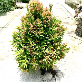 Cây hồng lộc cao 1m (Ảnh thật).