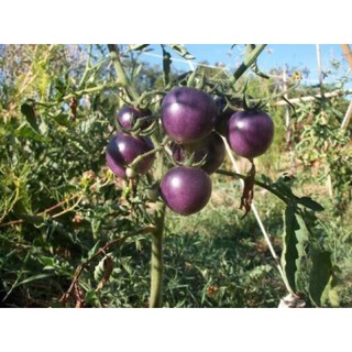[Big Sale] Hạt giống cà chua tím (purple tomato)