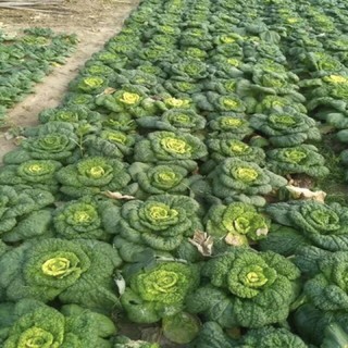 2000 hạt giống cải thảo ngọt thần tài