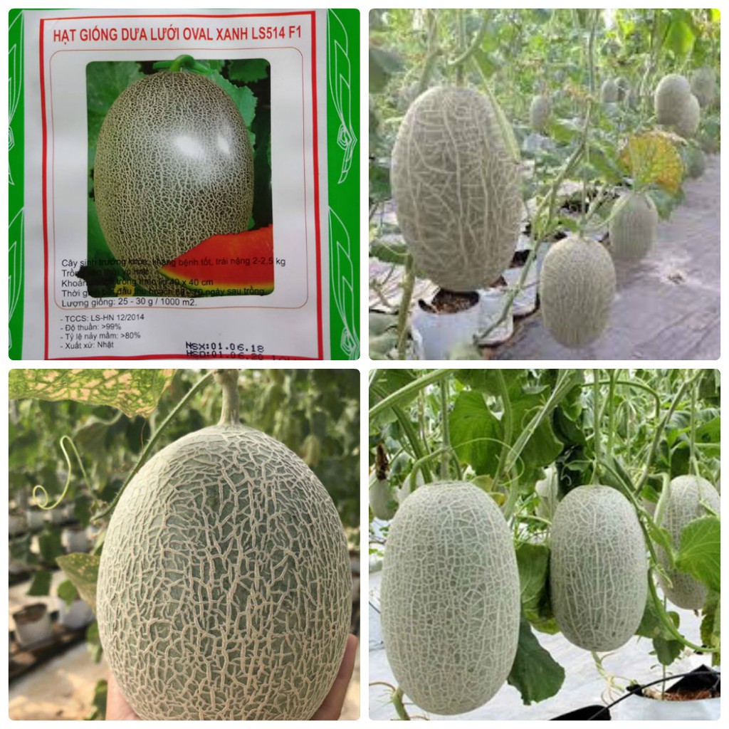 Hạt Giống Dưa Lưới Oval Xanh F1