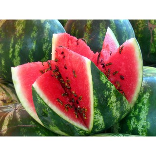 Hạt giống Dưa hấu Siêu Ngọt quả tròn F1