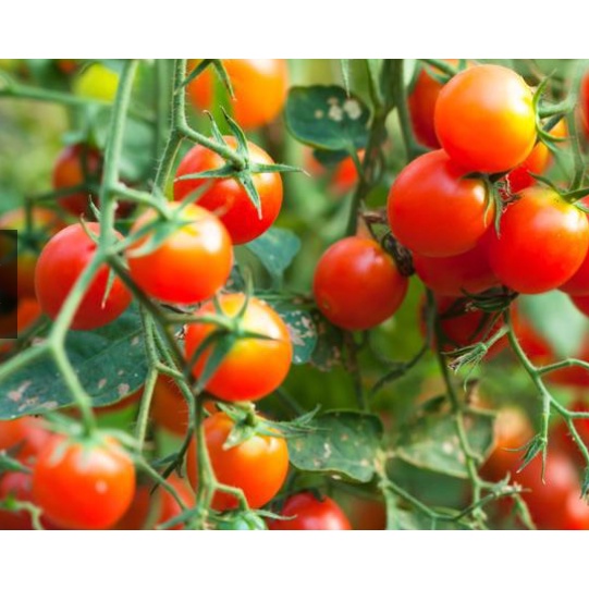 NPK 20-20-15 gói 1kg, dùng hoa và cây cảnh TOTT's fertilizer