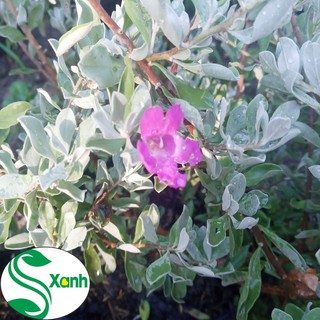 Cây Tuyết Sơn Phi Hồ Hoa Tím Đẹp