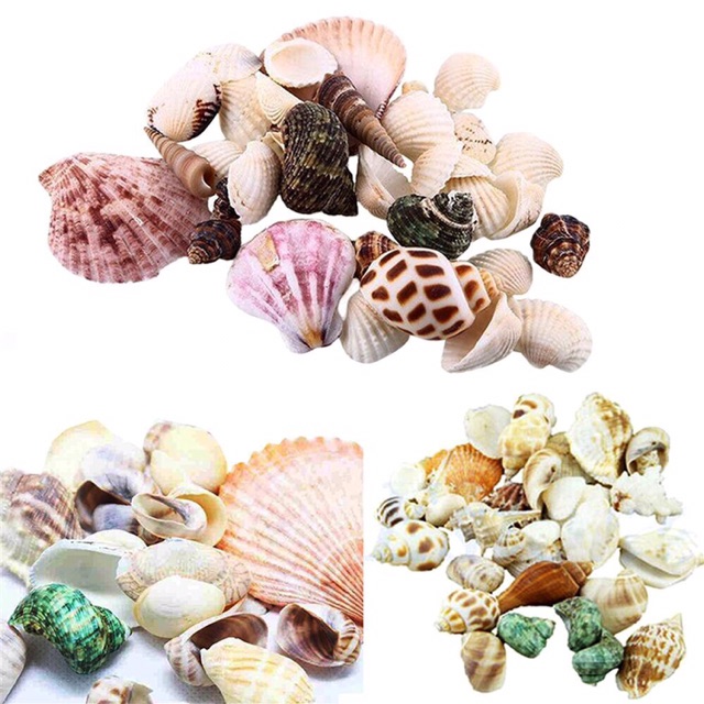 Vỏ ốc hương trang trí 100gr