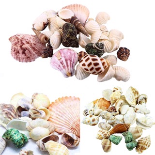 Vỏ sò nhiều màu trang trí ( 10 miếng)