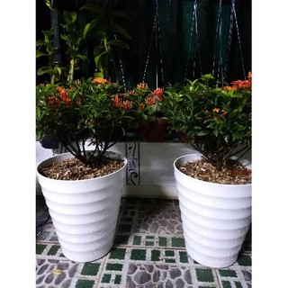 Combo 10 chậu miệng loe cỡ to cao 37cm rộng 32cm - Shop Chậu Cảnh