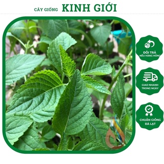 Cây rau giống Kinh Giới cây gia vị cây rau thơm để ăn sống trộn gỏi