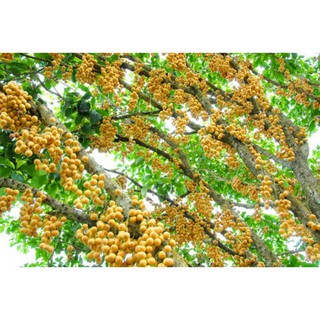 Cây 🌲 Dâu  da vàng