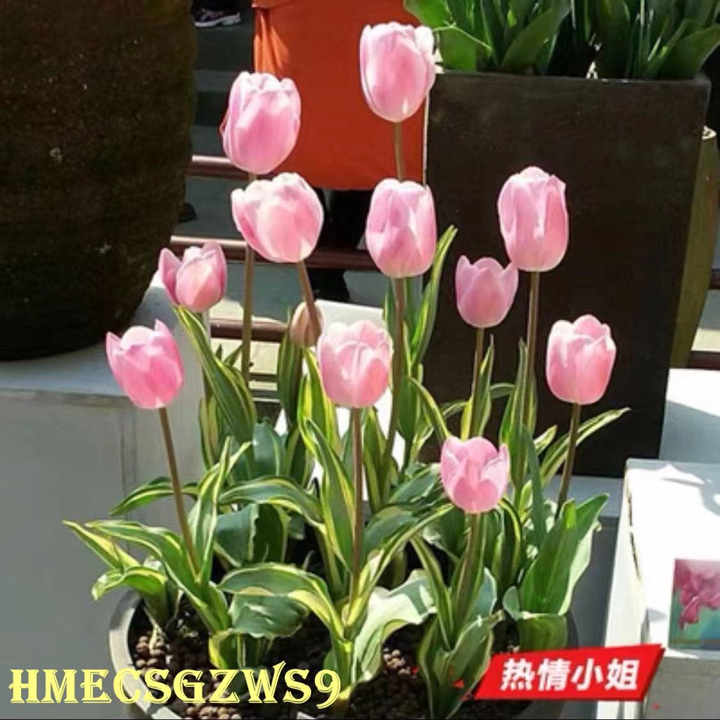 Hạt giống hoa tulip thủy canh hương thơm nồng nàn bốn mùa không thể tàn trong nhà hoa phòng khách 20h