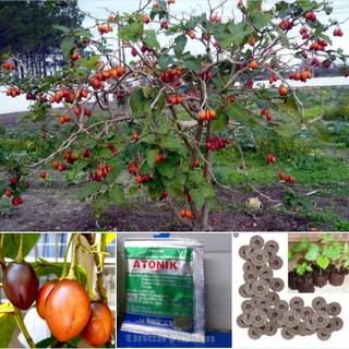 Bộ hạt giống cà chua thân gỗ ( 1 gói hạt 10 hạt  + 1 gói kích thích hạt + 3 viên nén ươm hạt )