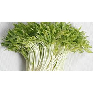 HẠT GIỐNG RAU MẦM RAU MUỐNG