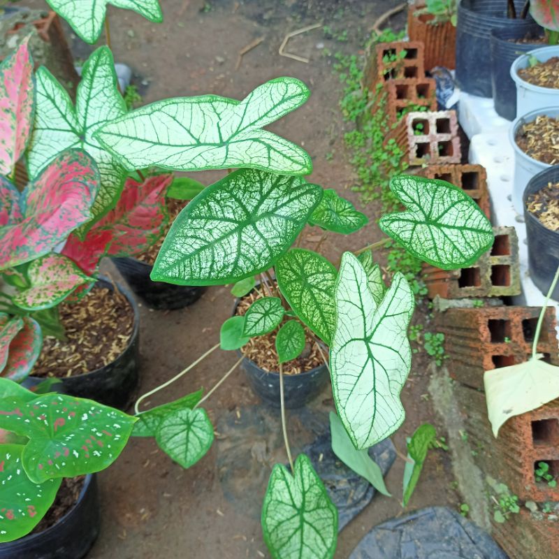 Chậu cây môn trắng  size 45cm- Caladium white christmas