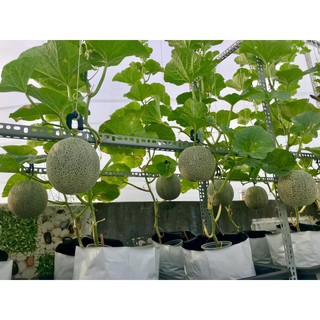 100 Hạt Dưa Lưới Xanh Ruột Vàng -Dưa Lưới  dễ trồng, không kén đất