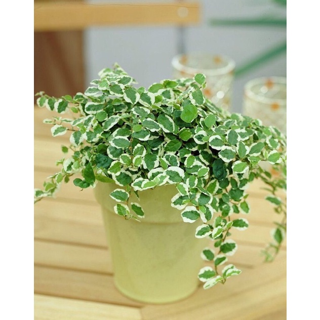 Cây vảy ốc đột biến, vảy ốc trắng Ficus pumila
