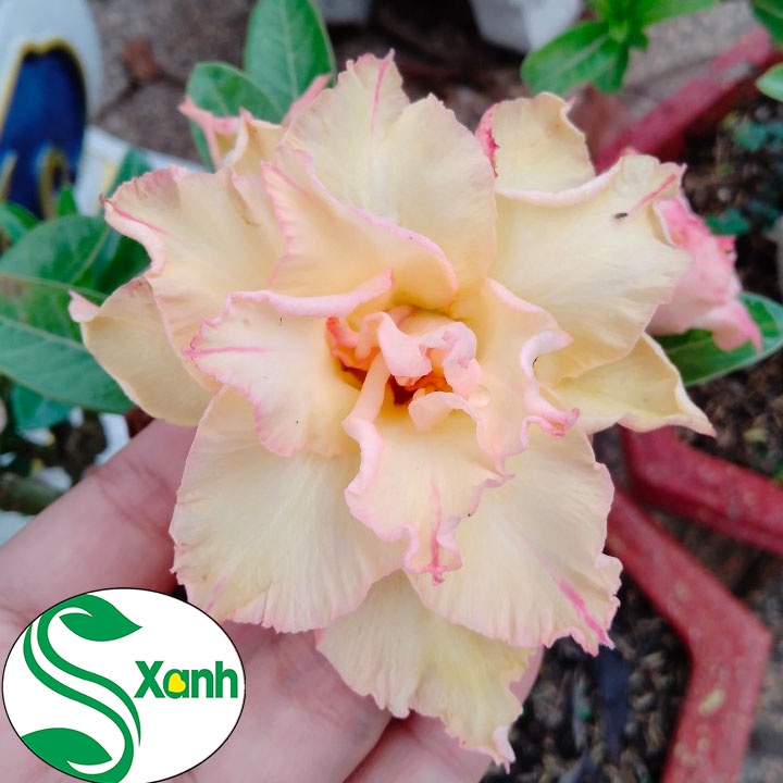 Cây Sứ Thái Ghép Hoa Cánh Kép