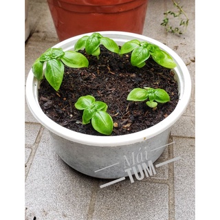 Genovese Basil  - Cây giống Húng Quế Tây (Genovese).