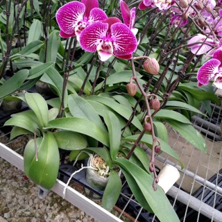 Combo 6 cây lan hồ điệp