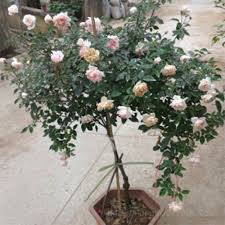 COMBO 2 HỒNG GỖ 3 BỤI( ĐỦ MÀU)