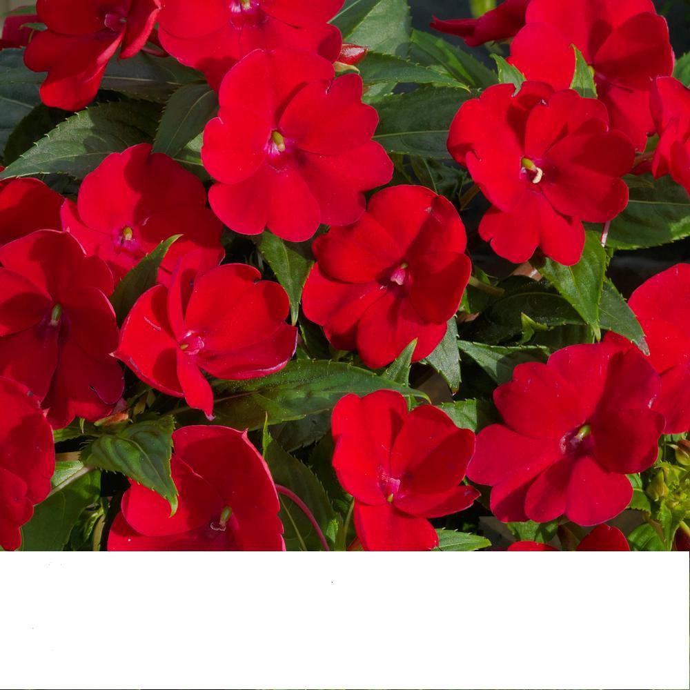 Hạt Giống Hoa Mai Địa Thảo Đơn Đỏ Nhung