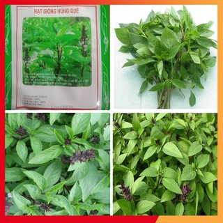 Hạt giống rau húng quế - 2gr