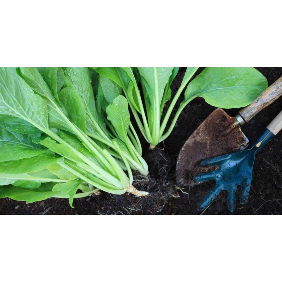 Hạt Giống Cải Ngọt Cao Sản  - Dễ Trồng, Năng Suất Cao - MUA 3 TẶNG 1 CÙNG LOẠI