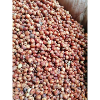 500G HẠT BO BO ĐỎ / Ý DĨ ĐỎ CHO VẸT, SÓC, BỌ, HAMSTER, NHÍM