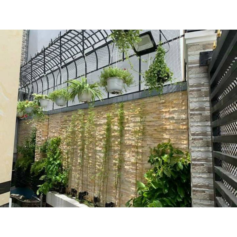 Bụi trúc quân tử