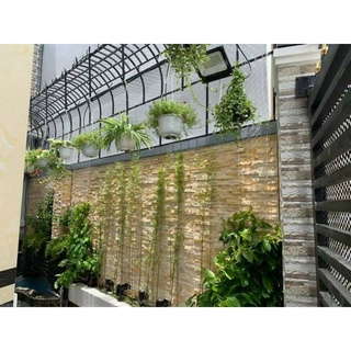 Bụi trúc quân tử