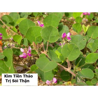 Hạt giống Kim tiền thảo ( cây dược liệu ) 50 hạt