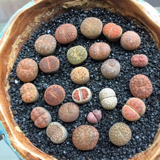Lithop Thạch Lan (sỉ 7k)