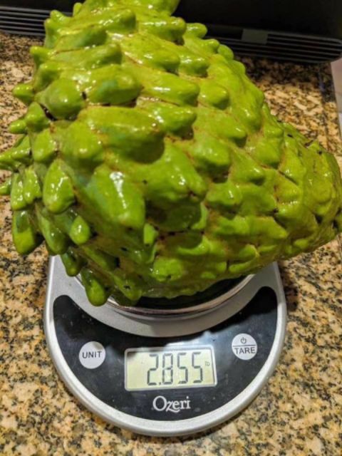 Na Thái... trái rất to