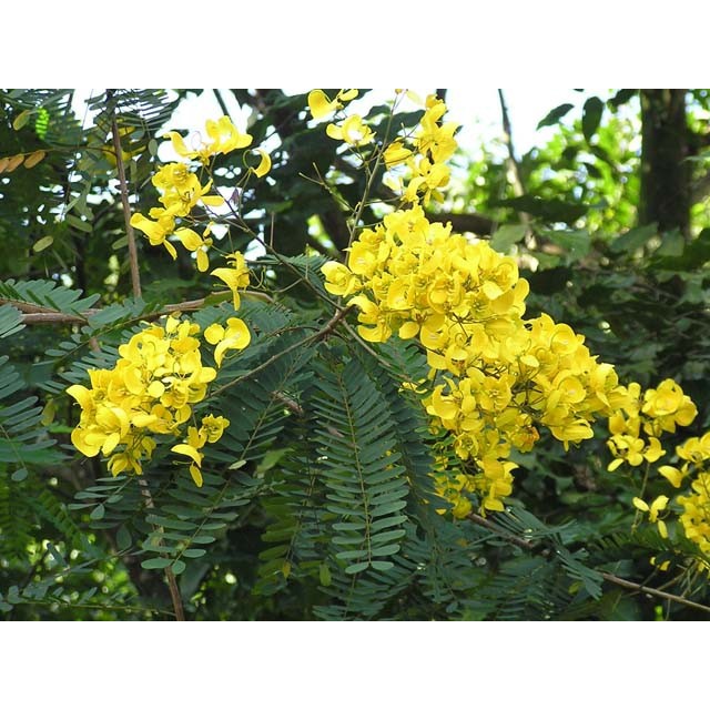 CÂY GIỐNG MUỒNG LÁ LẠC,Muồng Hoa Vàng CÂY SIÊU ĐẸP SIÊU PHẨM