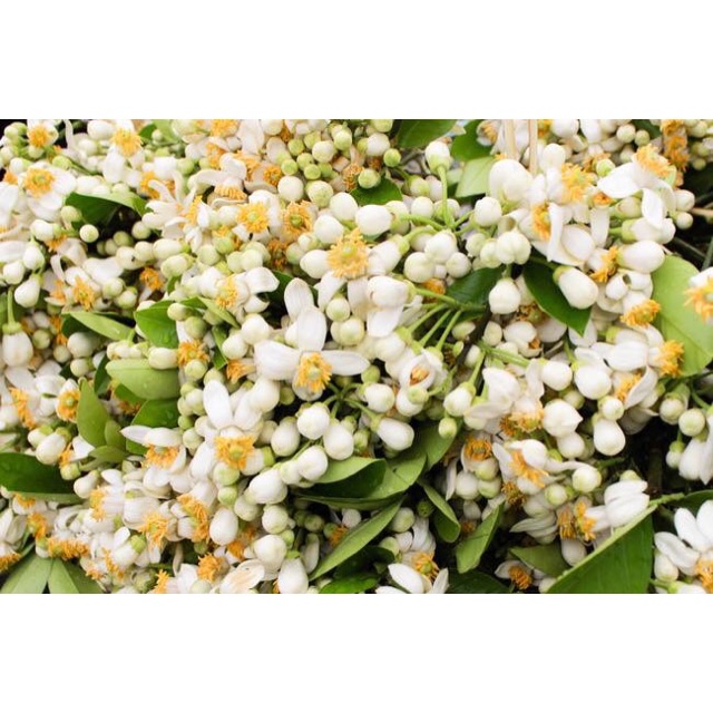 Nước cất hoa bưởi