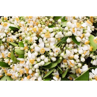Nước cất hoa bưởi