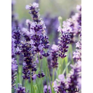 Muối biển Lavender