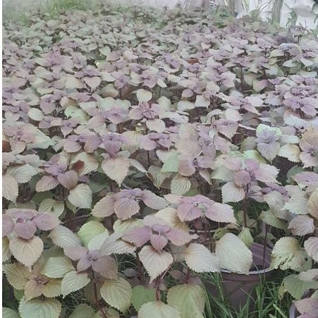 Rau chậu Tía tô TACY'S GARDEN 100% rau sạch nhà vườn trồng
