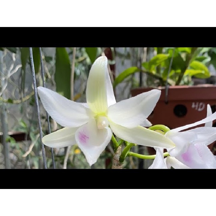 Sản Phẩm Hoa lan phi điệp - 5ct chơn thành( trồng ấm chậu cao 16 cm,bộ rễ khỏe)