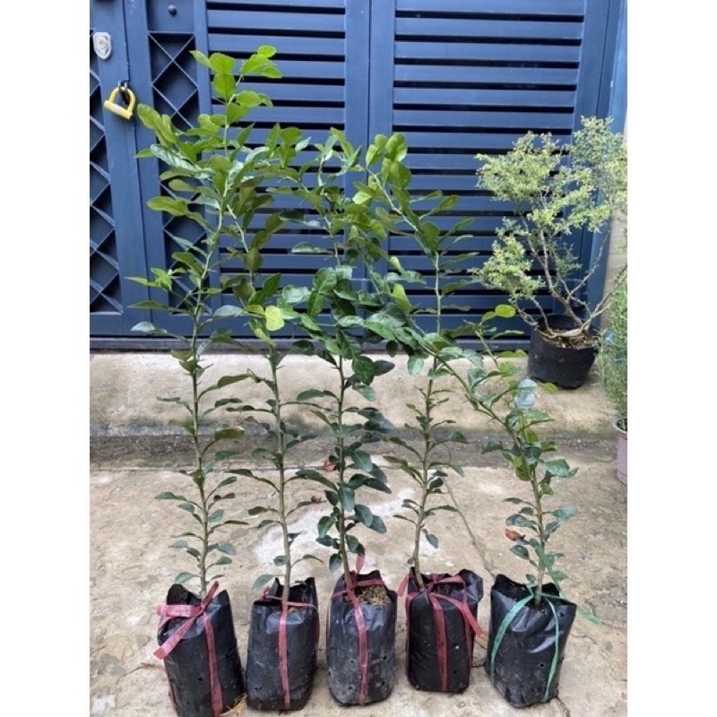 COMBO 5 cây gia vị