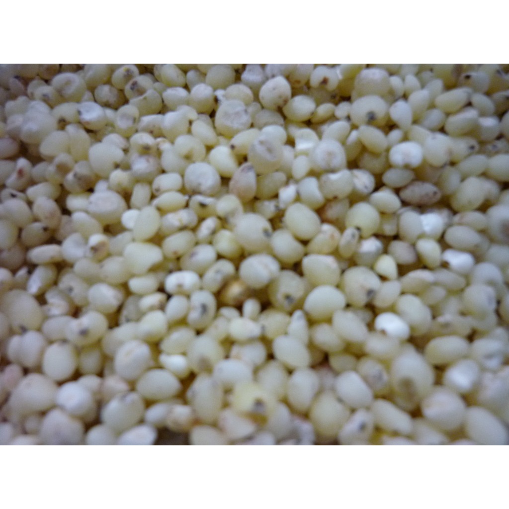 Hạt ý dĩ giúp lợi sữa ( Hạt bo bo) 500gram