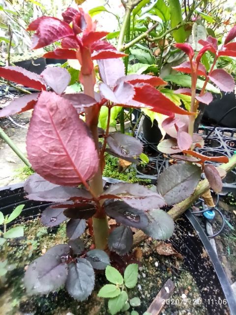 MAMSUNG kích chồi cây hồng