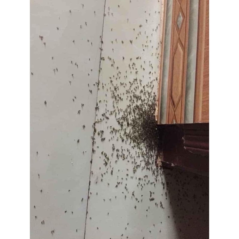 Combo 10 Lọ Thuốc Diệt Kiến Gián Sinh Học Bảo Châu Làm Từ Mật Mía, Hương Phấn Hoa