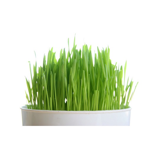 Gói 1kg Hạt giống mầm lúa mỳ , mầm lúa mạch giàu dinh dưỡng giúp giảm stress, giảm cân, tăng sức đề kháng