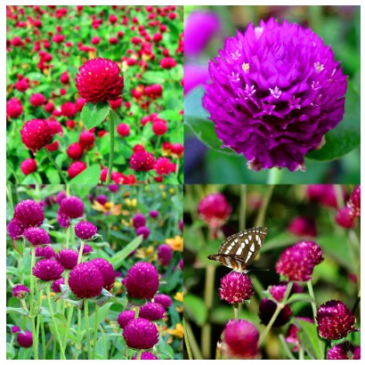 Hạt giống HOA CÚC Bách nhật nhiều màu - Gói 0,5 gram