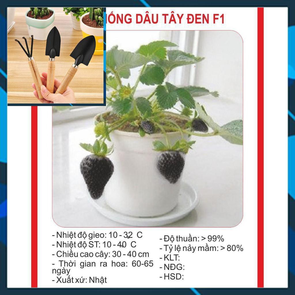 Hạt giống Dâu tây Đen 100 Hạt TẶNG BỘ LÀM VƯƠN MINI