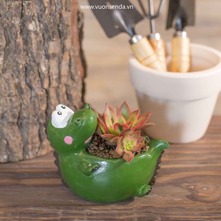 Chậu cá sấu (nhựa cứng)