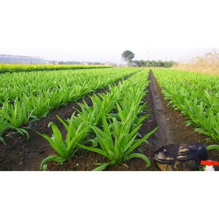 Hạt Giống Rau Diếp Thơm - 5gr