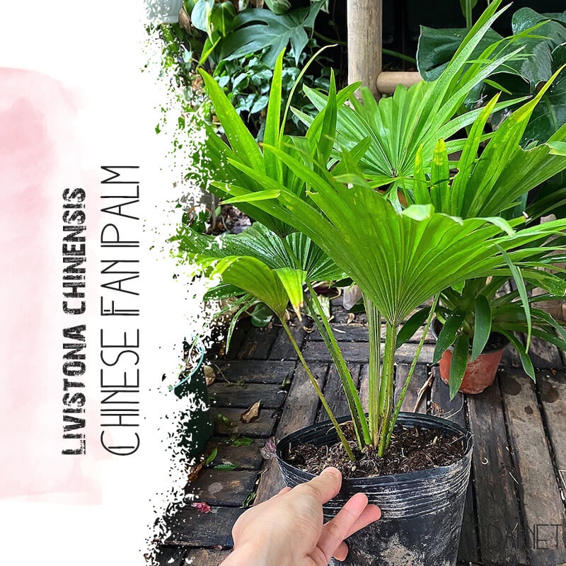 Cây Livistona chinensis Chinese Fan Palm (Cọ Quạt Mini) bầu nhựa đen