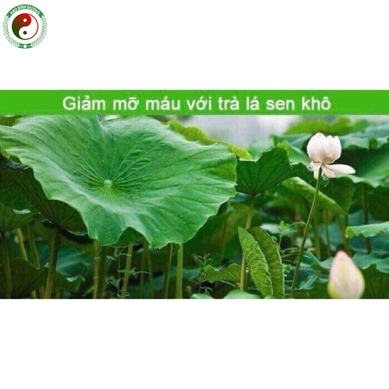 Bột Lá Sen Sấy Lạnh Nguyên Chất Giúp An Thần Giảm Cân