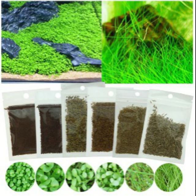 Hạt giống cây thủy sinh 20k/1gói (trân châu nhật, ngưu mao chiên,NMC lùn xòe, trân châu ngọc trai, cỏ clover)