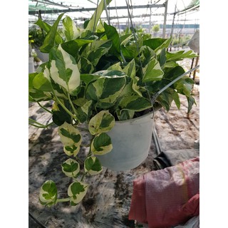 Trầu Bà Ngọc Thuỷ Chậu Treo